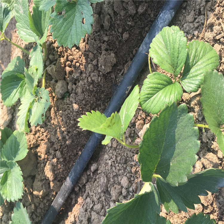 Strawberry drip irrigation